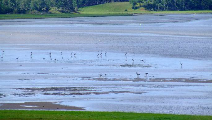 Blue Herons at SeaScape Cottages Nova Scotia