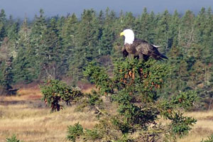 Bald Eagle at SeaScape Cottages in Nova Scotia