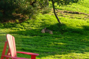 Local Wildlife at Seascape Cottages